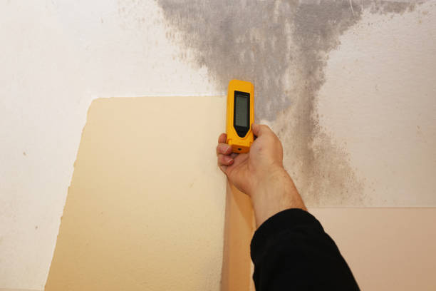 Best Mold Prevention Services  in Eagle Pass, TX