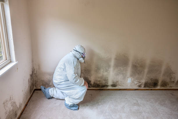 Eagle Pass, TX Mold Inspection, Removal & Remediation Company